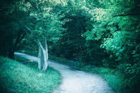 Road in the forest park in the spring and the sunlight. Natural background. Environment, ecologyの写真素材