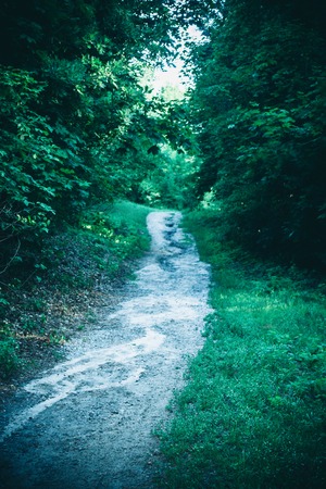 Road in the forest park in the spring and the sunlight. Natural background. Environment, ecology