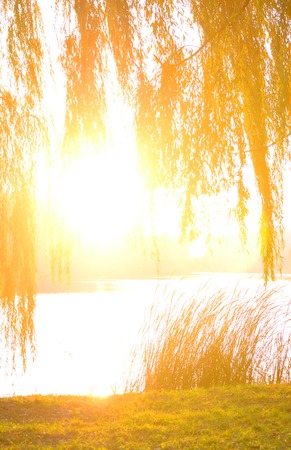 overexposed sun enlightened through the branches of trees on the banks of the river in autumnの写真素材