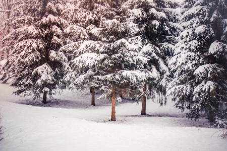 Fantastic Fairytale Magical Landscape View Christmas Tree Forest Park in Winter on a Sunny Day...