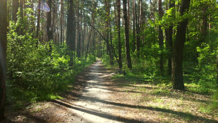 Green bright forest. Trees, bushes, branches with green leaves and green grassの写真素材