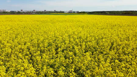 Flying over the rapeseed field during rapeseed flowers bloomingの写真素材