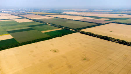 Aerial drone view flight over large yellow wheat fieldの写真素材