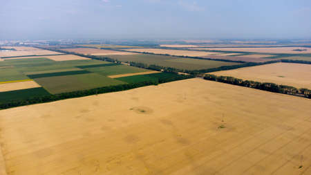 Aerial drone view flight over large yellow wheat fieldの写真素材