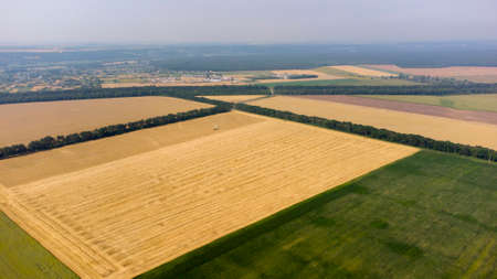 Aerial drone view flight over large yellow wheat fieldの写真素材