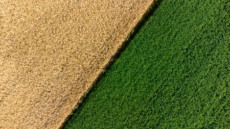 Two halves of the fields. Yellow wheat and green field.の写真素材