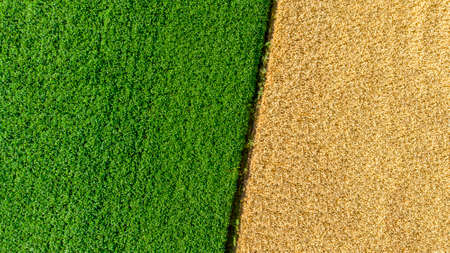 Two halves of the fields. Yellow wheat and green field.の写真素材