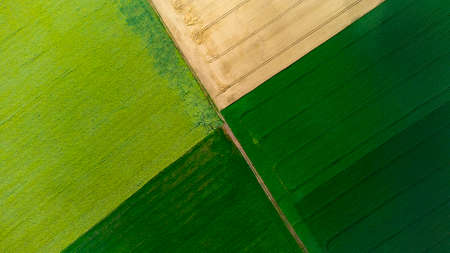 Four halves of the fields. Yellow wheat and green field.の写真素材