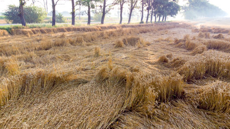 Wheat field on an early summer morning. Field,の写真素材