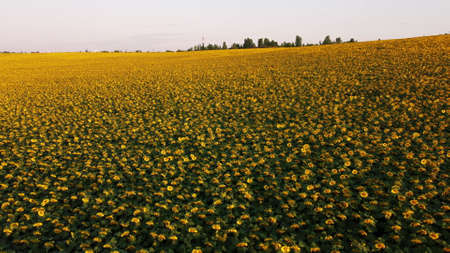 Aerial drone view flight over sunflowers growing on field of sunflowers.の写真素材
