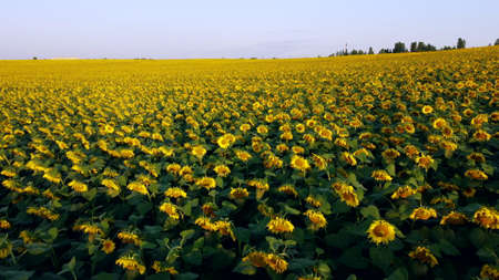 Aerial drone view flight over sunflowers growing on field of sunflowers.の写真素材