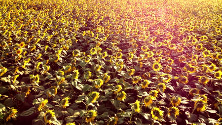 Aerial drone view flight over ver field with ripe sunflower headsの写真素材
