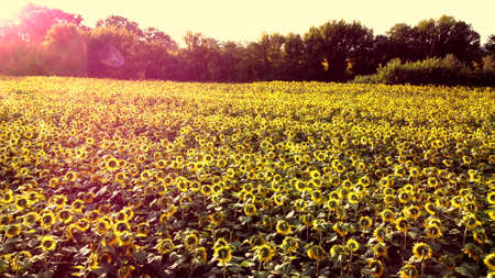 Aerial drone view flight over ver field with ripe sunflower headsの写真素材