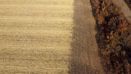 Aerial Drone View Flight Over on Cornfield with Yellow Straw After Harvestの写真素材