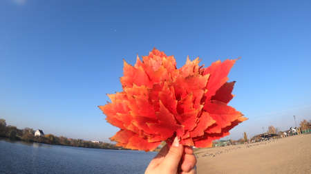 Person holding bouquet of red leaves in hands on blue sky backgroundの写真素材
