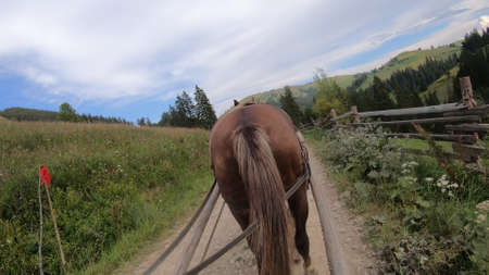Horse pulls a chaise on a dirt path on a sunny dayの写真素材