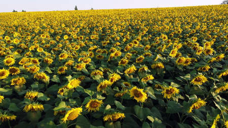 Aerial drone view flight over ver field with ripe sunflower headsの写真素材