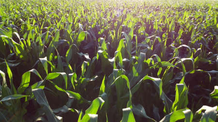 Flying over green tops of young corn sprouts on sunny morning.