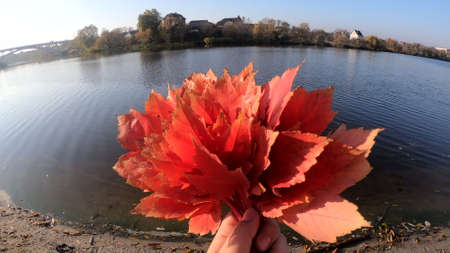Person holding bouquet of red leaves in hands on blue sky backgroundの写真素材