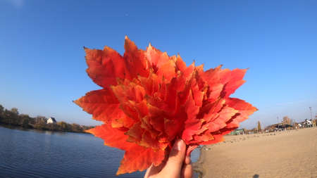 Person holding bouquet of red leaves in hands on blue sky backgroundの写真素材