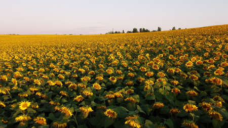 Aerial drone view flight over ver field with ripe sunflower headsの写真素材