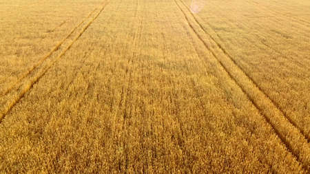Flying over field of yellow ripe wheat during dawn sunset.の写真素材