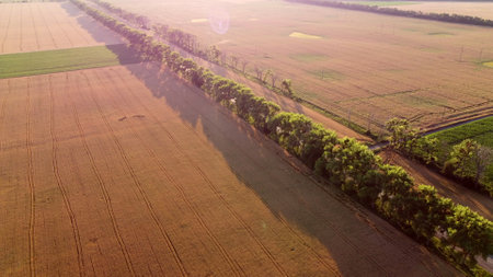 Flying over field of yellow ripe wheat during dawn sunset.の写真素材