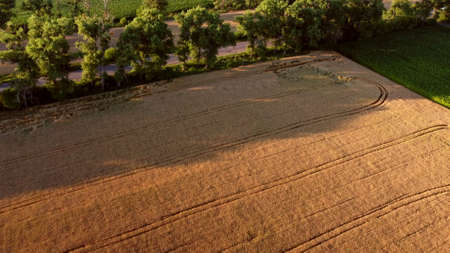 Flying over field of yellow ripe wheat. Natural background.の写真素材