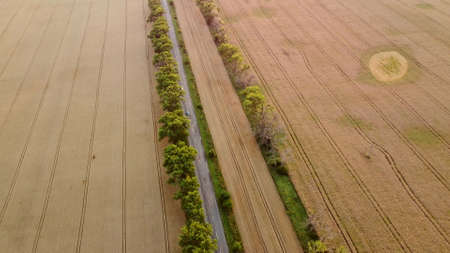 Drone flying over road between wheat fields during dawn sunset.の写真素材
