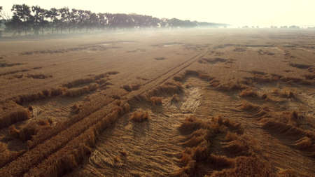 Flying over a wheat field on an early summer morning.の写真素材
