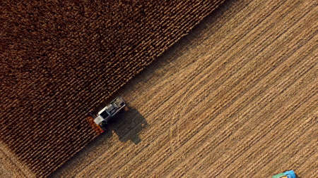 Aerial Drone View Flight Over Combine Harvester that Reaps Dry Corn in Fieldの写真素材