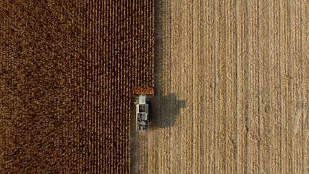 Aerial Drone View Flight Over Combine Harvester that Reaps Dry Corn in Fieldの写真素材