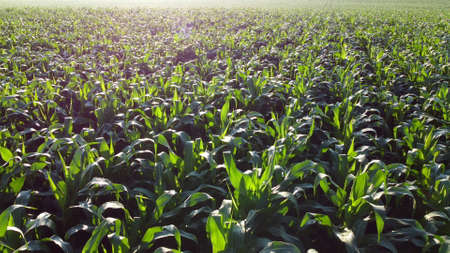 Flying over green tops of young corn sprouts on sunny morning.の写真素材