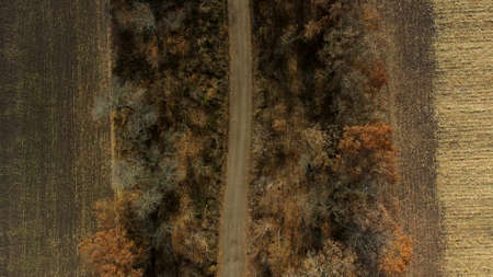 Landscape view of dirt rural road between trees among fields on sunny autumn day