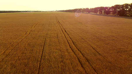 Flying over field of yellow ripe wheat during dawn sunset. Sun glareの写真素材