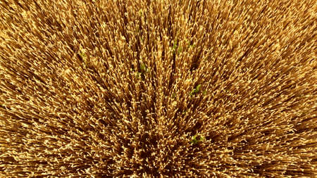 Flying over field of yellow ripe wheat close-up. Natural background.の写真素材