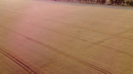 Aerial drone view flight over field of yellow ripe wheat. Ripe harvest