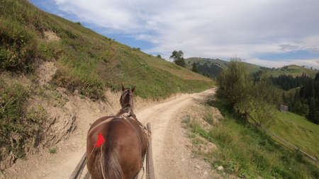 Horse pulls a chaise on a dirt path on a sunny dayの写真素材