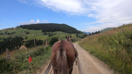 Horse pulls a chaise on a dirt path on a sunny dayの写真素材