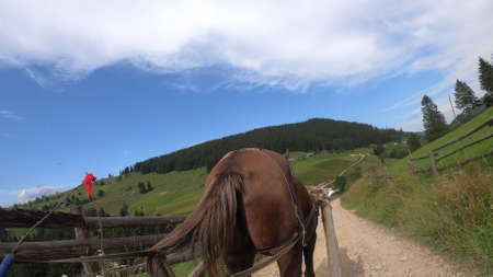 Horse pulls a chaise on a dirt path on a sunny dayの写真素材