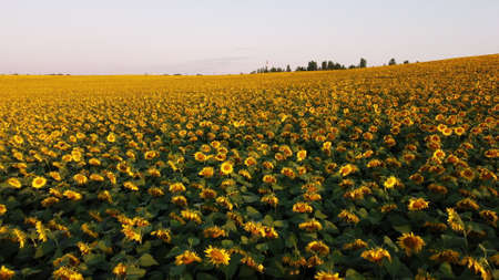 Aerial drone view flight over sunflowers growing on field of sunflowers.の写真素材