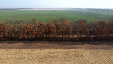 Aerial Drone View. Trees with brown dry leaves grow between field after harvestの写真素材