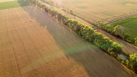 Drone flying over road between wheat fields during dawn sunset.の写真素材
