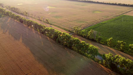 Drone flying over road between wheat fields during dawn sunset.の写真素材