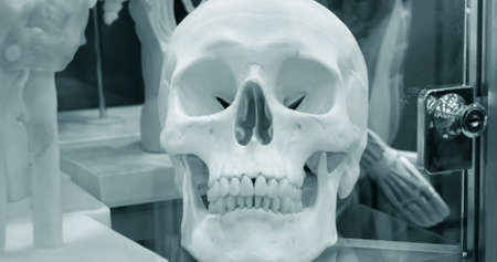 Layout of a human skull closeup, medical exhibitの写真素材