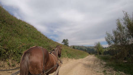 Horse pulls a chaise on a dirt path on a sunny dayの写真素材