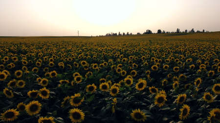 Aerial drone view flight over field with ripe sunflower heads at dawn sunset.の写真素材