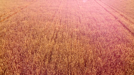 Flying over field of yellow ripe wheat, dawn sunset. Sun glare.の写真素材