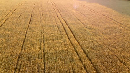 Flying over field of yellow ripe wheat during dawn sunset. Natural background.の写真素材