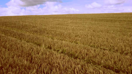 Aerial drone view flight over field of yellow ripe wheat. Horizon skyline.の写真素材